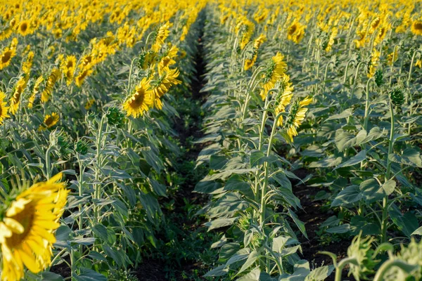 Fält av solrosor. Solrosor som växer i området. Bloom — Stockfoto