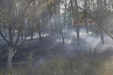 Ormanda ateş. Yangın ve duman içinde orman çöp. Çim ormanda yanıyor. Orman yangınları.
