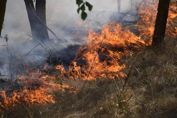 Fire in the forest. Fire and smoke in the forest litter. The grass is burning in the forest. Forest fires.