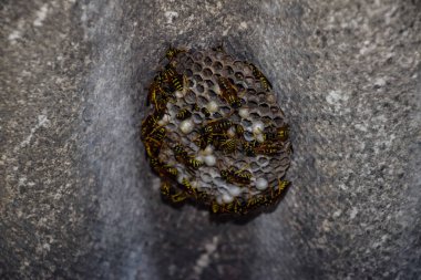 Yaban arıları polist. Eşekarısı yuvası üzerine oturan yaban arıları ile. Yakın çekim alınır eşekarısı bir ailenin yuva.