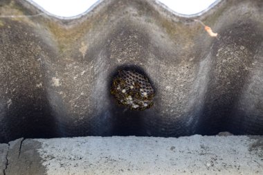 Yaban arıları polist. Eşekarısı yuvası üzerine oturan yaban arıları ile. Yakın çekim alınır eşekarısı bir ailenin yuva.