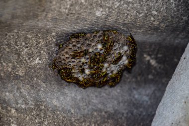 Yaban arıları polist. Eşekarısı yuvası üzerine oturan yaban arıları ile. Yakın çekim alınır eşekarısı bir ailenin yuva.