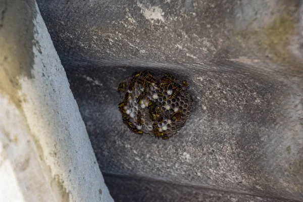 Wespen Polieren Wespennest Mit Darauf Sitzenden Wespen Das Nest Einer — Stockfoto