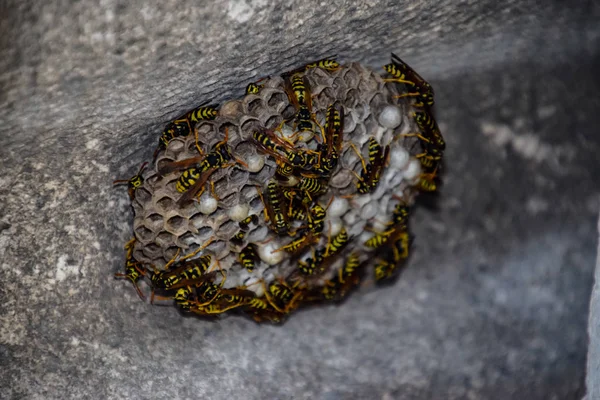 Wespen Polieren Wespennest Mit Darauf Sitzenden Wespen Das Nest Einer — Stockfoto