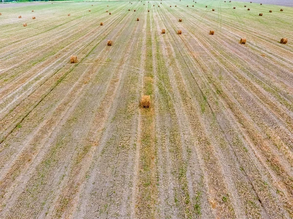 Bales Heno Campo Cosechando Heno Para Alimentar Ganado Campo Paisaje — Foto de Stock