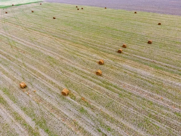 Fardos Feno Campo Colheita Feno Para Alimentação Animal Campo Paisagem — Fotografia de Stock