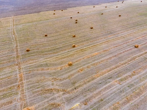 Balle di fieno nel campo. Raccolta di fieno per l'alimentazione del bestiame. Campo paesaggistico con fieno — Foto Stock