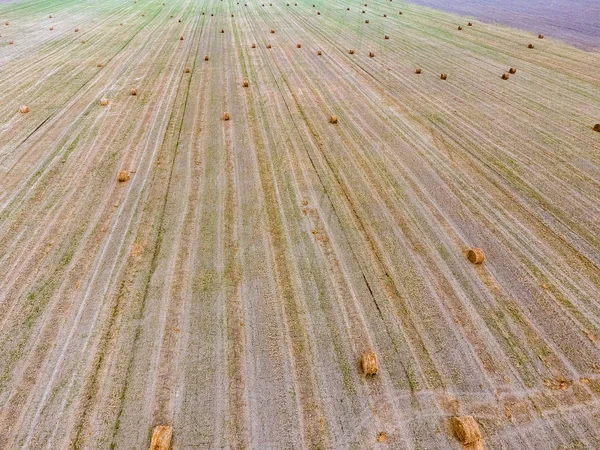 Fardos de feno no campo. Colheita de feno para alimentação animal. Campo de paisagem com feno — Fotografia de Stock