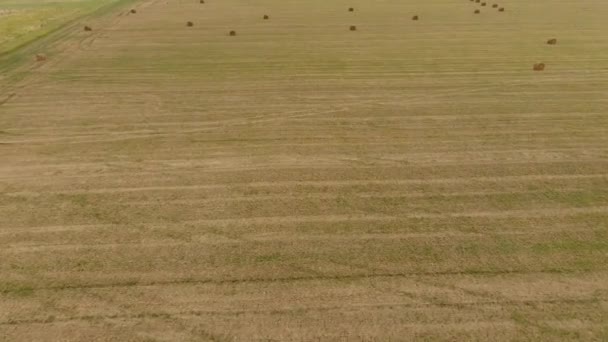 Fardos de feno no campo. Colheita de feno para alimentação animal. Campo de paisagem com feno — Vídeo de Stock