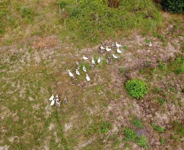 Los gansos pastan en el césped. gansos en el campo vista desde arriba . — Foto de Stock