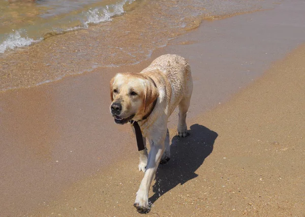 Cão Branco Praia Cão Corre Longo Costa Mar — Fotografia de Stock