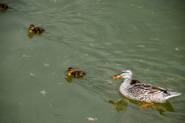 Ördeğe ördek yavrusu ile gölde yüzüyor
