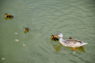 Ördeğe ördek yavrusu ile bir havuzda yüzüyor. Gölde yüzmeye ördekler. Vahşi yeşilbaş ördek. Kadın ve erkek ördek.