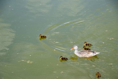 Ördeğe ördek yavrusu ile gölde yüzüyor
