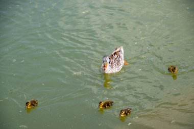 Ördeğe ördek yavrusu ile bir havuzda yüzüyor. Gölde yüzmeye ördekler. Vahşi yeşilbaş ördek. Kadın ve erkek ördek.