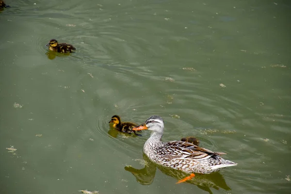 Ördeğe ördek yavrusu ile gölde yüzüyor — Stok fotoğraf