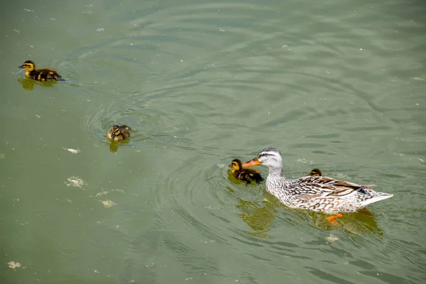 Eine Ente Mit Entchen Schwimmt Einem Teich Enten Schwimmen Teich — Stockfoto