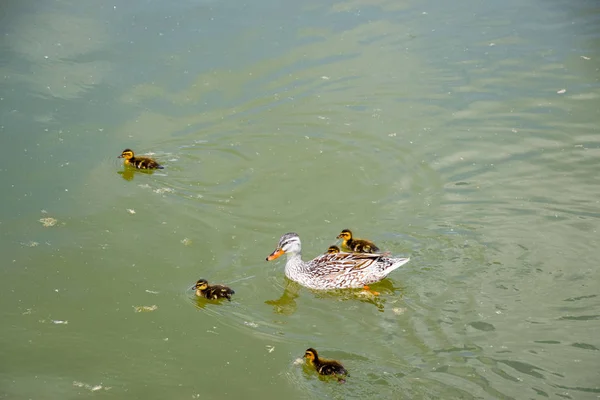 Un pato con patitos está nadando en un estanque — Foto de Stock