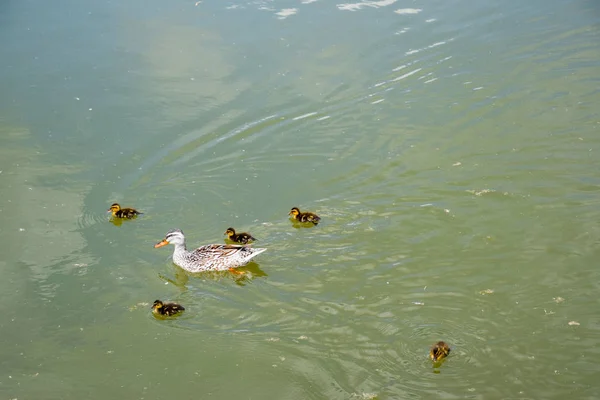 Eine Ente mit Entchen schwimmt in einem Teich — Stockfoto