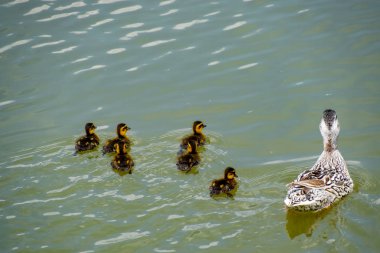 Ördeğe ördek yavrusu ile bir havuzda yüzüyor. Gölde yüzmeye ördekler. Vahşi yeşilbaş ördek. Kadın ve erkek ördek.