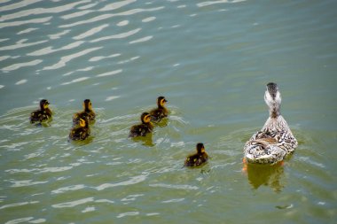 Ördeğe ördek yavrusu ile bir havuzda yüzüyor. Gölde yüzmeye ördekler. Vahşi yeşilbaş ördek. Kadın ve erkek ördek.