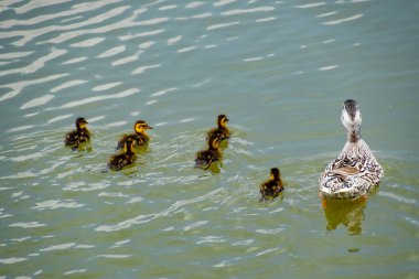 Ördeğe ördek yavrusu ile bir havuzda yüzüyor. Gölde yüzmeye ördekler. Vahşi yeşilbaş ördek. Kadın ve erkek ördek.