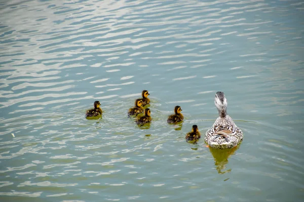 Eine Ente Mit Entchen Schwimmt Einem Teich Enten Schwimmen Teich — Stockfoto