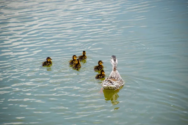 Ördeğe Ördek Yavrusu Ile Bir Havuzda Yüzüyor Gölde Yüzmeye Ördekler — Stok fotoğraf