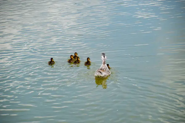 Ördeğe Ördek Yavrusu Ile Bir Havuzda Yüzüyor Gölde Yüzmeye Ördekler — Stok fotoğraf