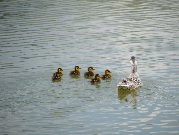 Pato Com Patinhos Está Nadando Uma Lagoa Patos Nadando Lagoa — Fotografia de Stock