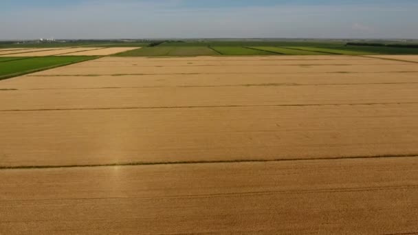 Cevada madura é uma vista superior. O campo de cevada — Vídeo de Stock