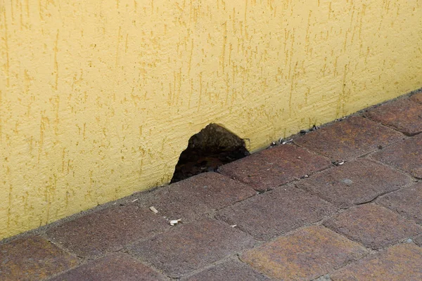 Hole in the wall near the floor. The mouse mink