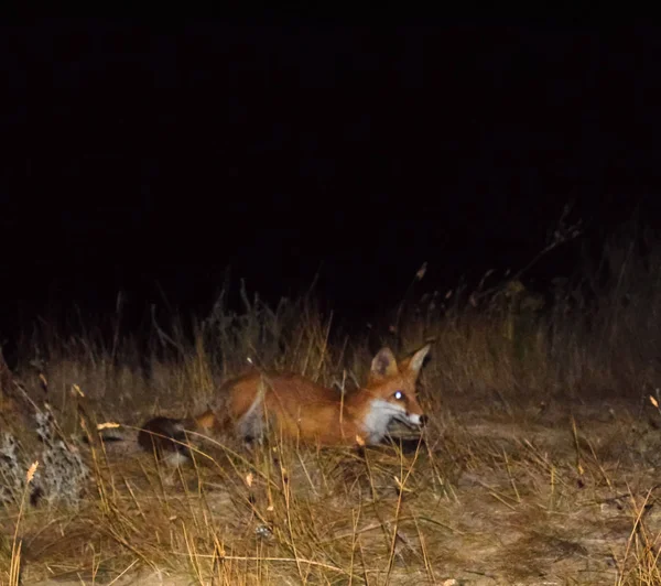 犬のような動物 キツネは 乾いた草の中でフィールドの夜食べ物を探しては — ストック写真