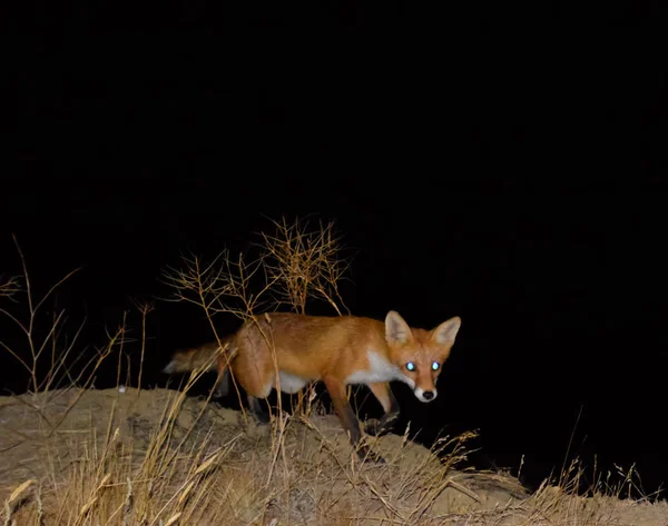 Red fox, a dog-like animal. The fox is looking for food at night in a field among dry grass.