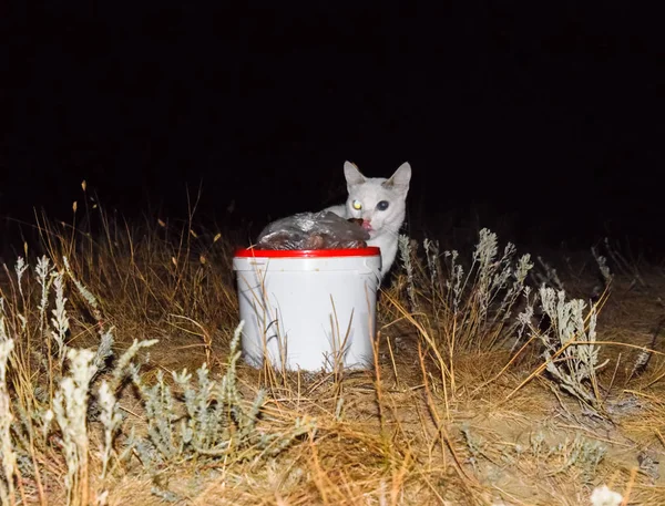 Eine Weiße Katze Sucht Nachts Nach Futter Eine Katze Neben — Stockfoto