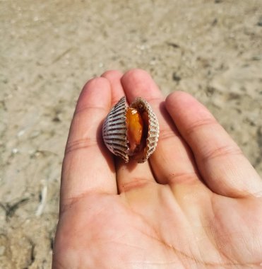 el ile karşılaştırıldığında çok büyük lezzetli cockle deniz tarağı deniz ürünleri.