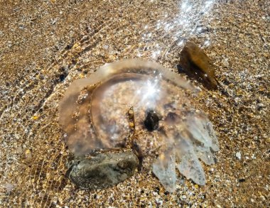 Sığ suda ölü denizanası. Denizanası Rhizostoma kök ip, deniz kıyısında atılmış. Ölü denizanası