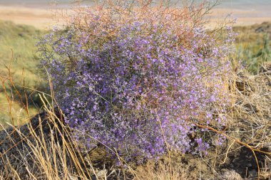 Azak Denizi kıyısında büyüyen küçük mor çiçekler