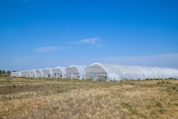 Seralarda domates ve salatalık büyüyen bir grup. Sera içinde büyüyen domates. Fidan sera içinde. Seralarda sebze büyüyen