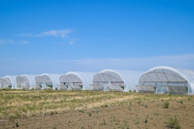Seralarda domates ve salatalık büyüyen bir grup. Sera içinde büyüyen domates. Fidan sera içinde. Seralarda sebze büyüyen
