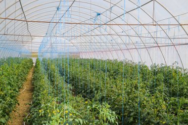 Sera domates. Bağlı domates sera saflarında. Domates fidesi. Sera içinde büyüyen domates. Seedlin