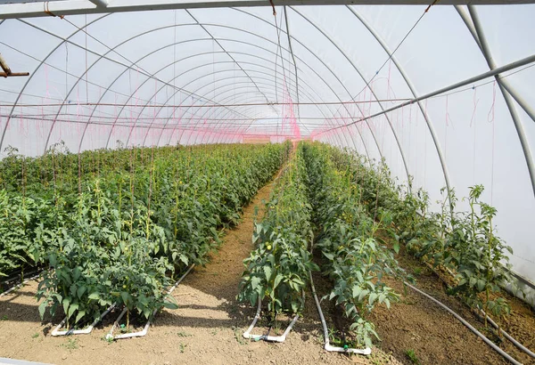 Tomater Växthuset Bundet Tomater Leden Växthuset Plantor Tomat Växande Tomater — Stockfoto