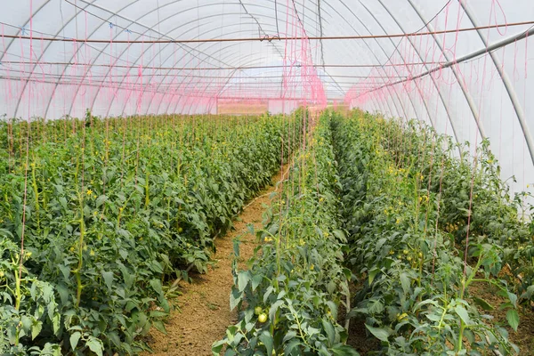 Tomaten Gewächshaus Tomaten Den Reihen Des Gewächshauses Gebunden Tomatensetzlinge Tomatenanbau — Stockfoto