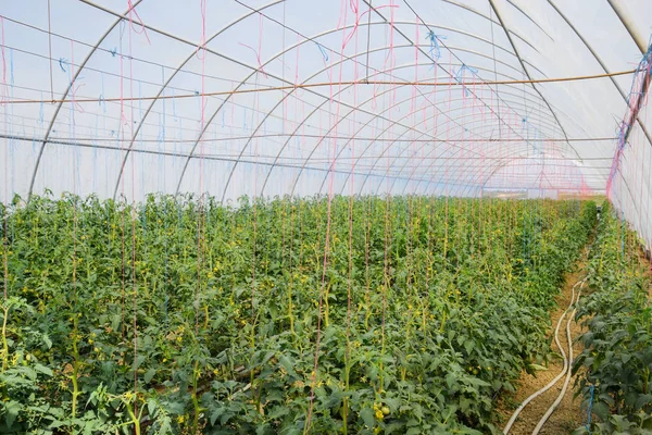 Tomater Växthuset Bundet Tomater Leden Växthuset Plantor Tomat Växande Tomater — Stockfoto