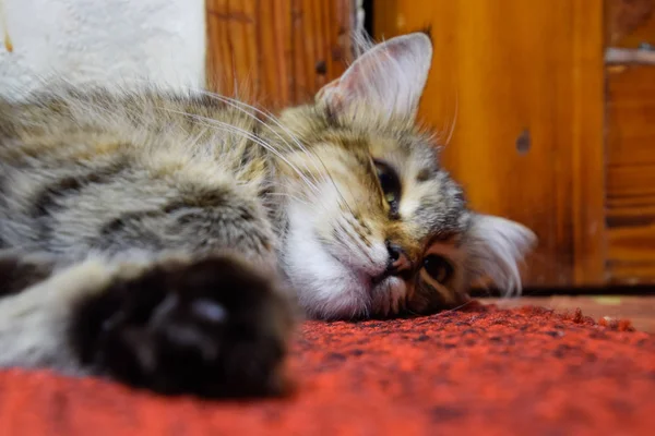 Çizgili Bir Kedi Halı Üzerinde Yatıyor Yerli Kedi — Stok fotoğraf