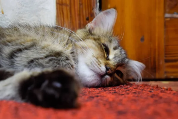 Striped Cat Lies Carpet Domestic Cat — Stock Photo, Image