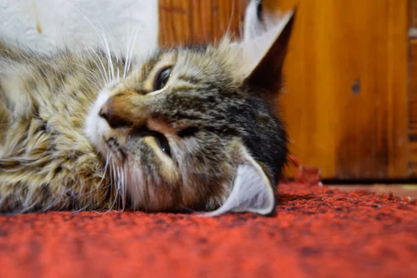 A striped cat lies on the carpet. Domestic cat