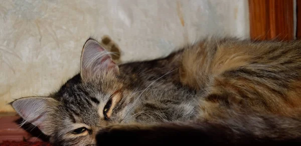 Килимі Лежить Смугастий Кіт Домашня Кішка — стокове фото