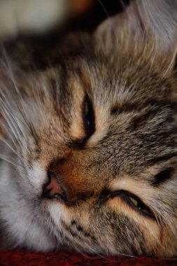 Namlu çizgili bir kedi. Yerli kedi.