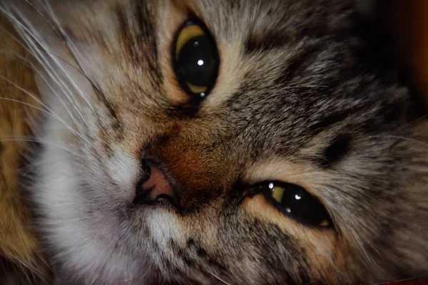 Muzzle of a striped cat. Domestic cat. — Stock Photo, Image